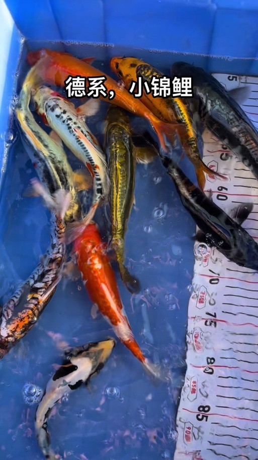德系臉譜錦鯉圖片
