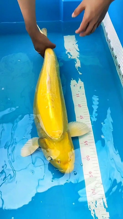 德系臉譜錦鯉圖片