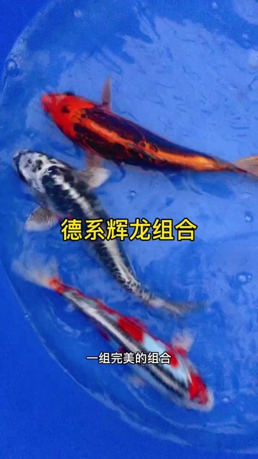 德系臉譜錦鯉圖片