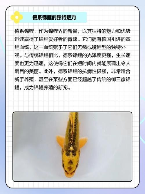 德系臉譜錦鯉圖片