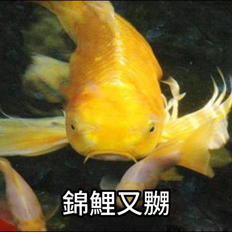 德系臉譜錦鯉圖片