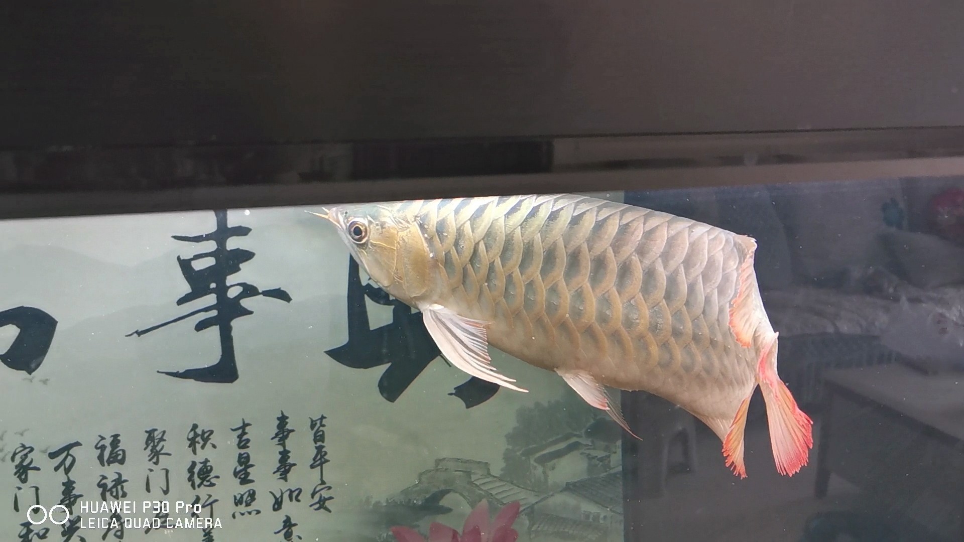 紅龍魚怎么樣