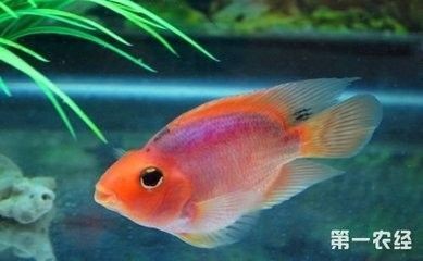 龍魚適合水溫幾度養：關于龍魚適合的水溫范圍