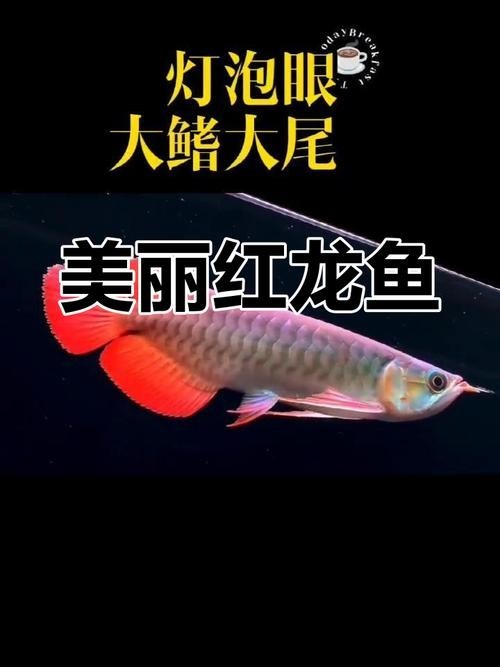 馬來西亞成年紅龍魚圖片