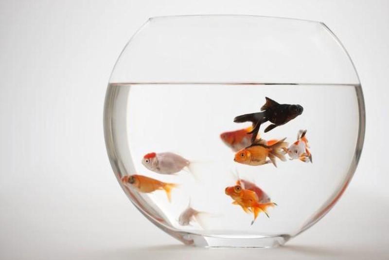 客廳魚缸怎么擺放旺財
