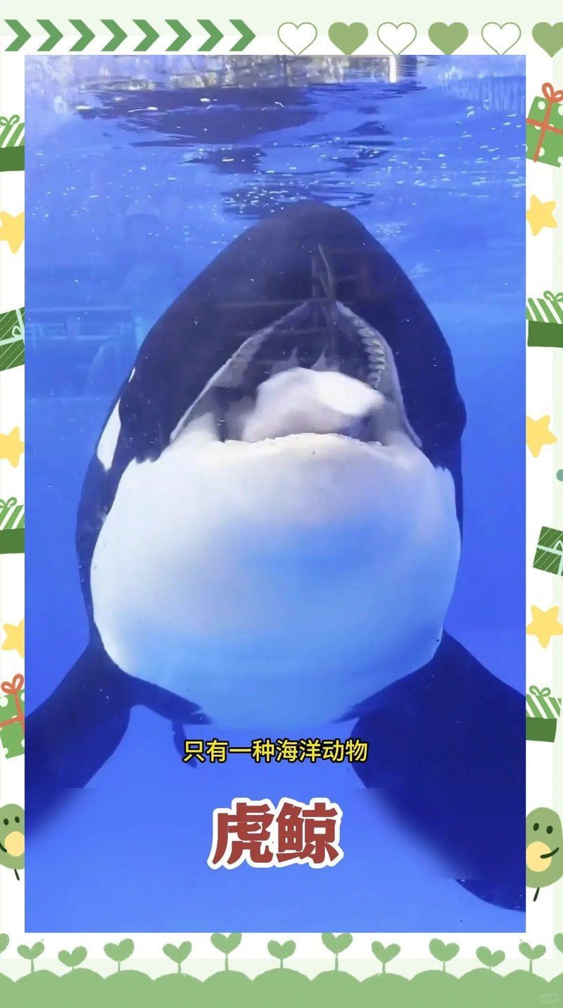 虎鯨VS抹香鯨