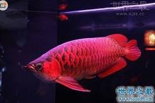 紅龍魚什么顏色最貴 最毒
