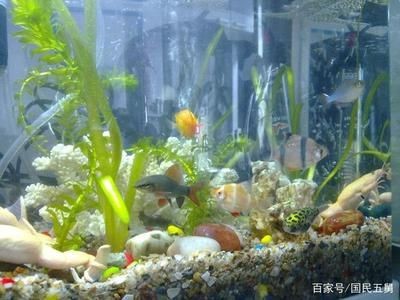 觀賞魚缸的日常維護技巧:觀賞魚缸換水頻率取決于多種因素,觀賞魚缸換水頻率應注意以下幾點 魚缸百科 第1張 觀賞魚缸的日常維護技巧:觀賞魚缸換水頻率取決于多種因素,觀賞魚缸換水頻率應注意以下幾點 觀賞魚缸的日常維護技巧:觀賞魚缸換水頻率取決于多種因素,觀賞魚缸換水頻率應注意以下幾點 魚缸百科 第1張