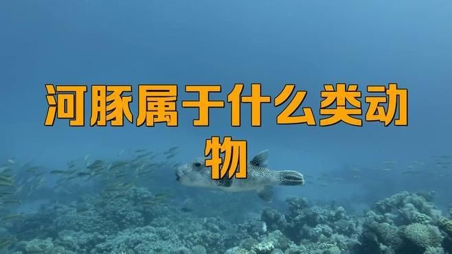 狗頭魚是河豚的一種嗎 狗頭魚是河豚的一種嗎 龍魚論壇 第5張