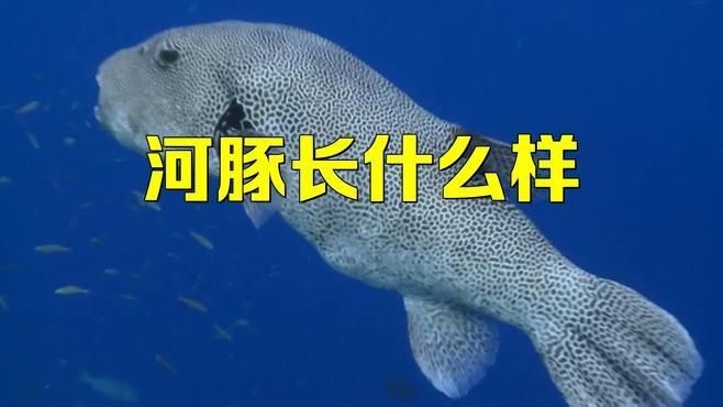 狗頭魚是河豚的一種嗎 狗頭魚是河豚的一種嗎 龍魚論壇 第9張