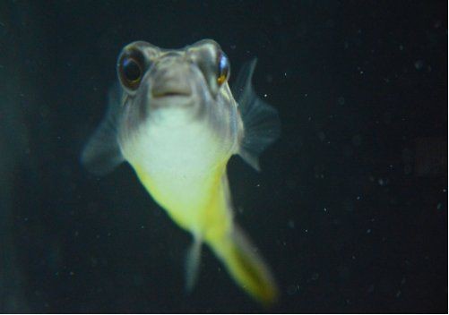 狗頭魚是河豚的一種嗎 狗頭魚是河豚的一種嗎 龍魚論壇 第10張