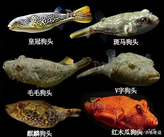 狗頭魚是河豚的一種嗎 狗頭魚是河豚的一種嗎 龍魚論壇 第14張