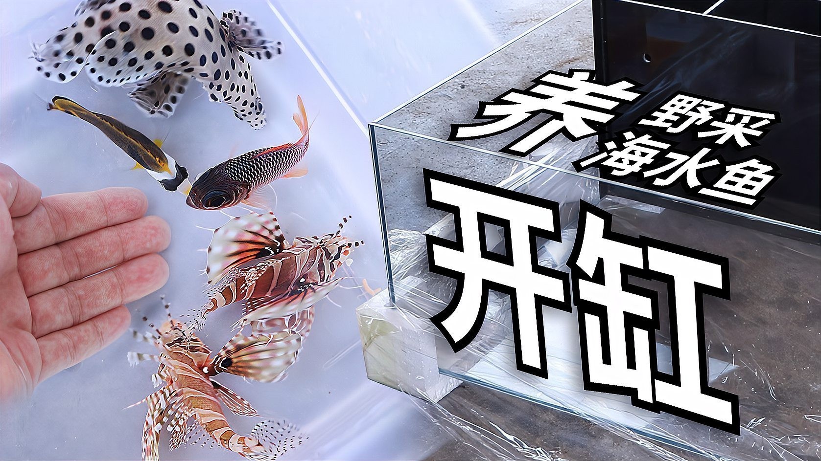 龍魚缸養海水魚