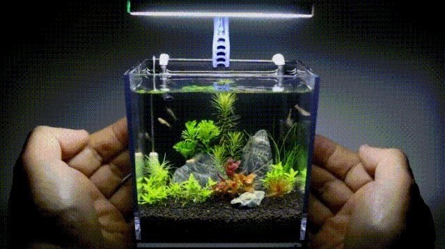 龍魚缸養海水魚