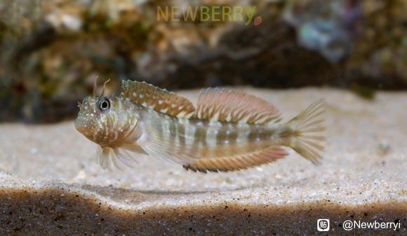 龍魚缸養海水魚