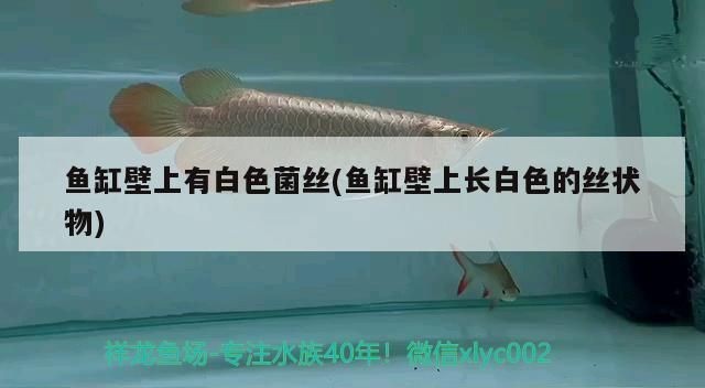 魚缸里有透明絲狀的東西是什么：魚缸里出現透明絲狀物是什么原因引起的 魚缸里有透明絲狀的東西是什么：魚缸里出現透明絲狀物是什么原因引起的 魚缸百科 第5張