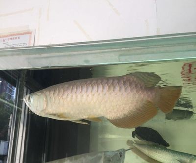 龍魚做掉眼手術失敗血管破裂：龍魚掉眼手術是一種常見的手術