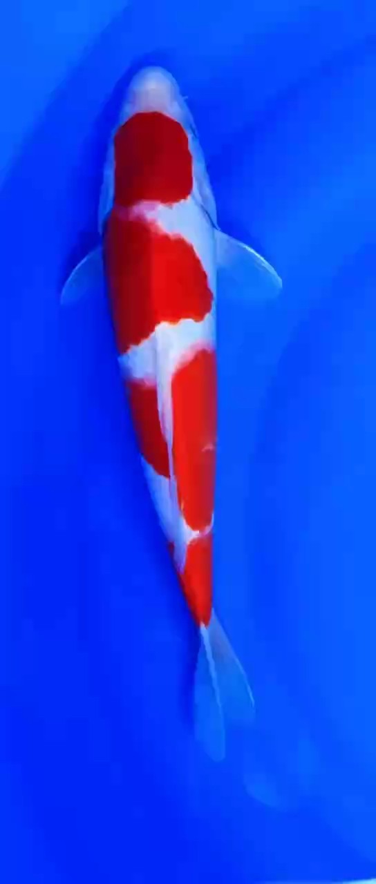 誰能幫我鑒定一下這個魚的價值呀，新手養魚。@