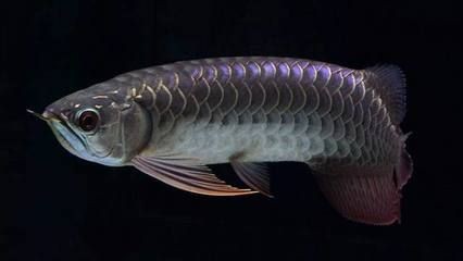 龍魚(yú)有幾年壽命（如何延長(zhǎng)龍魚(yú)的壽命？）