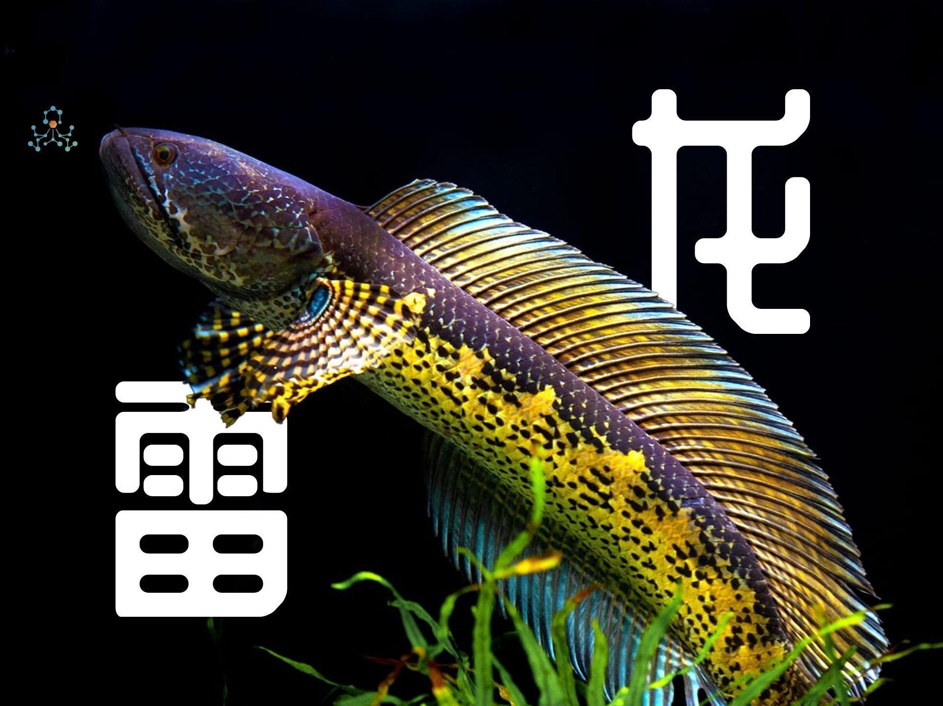 如何辨別雷龍魚品種？