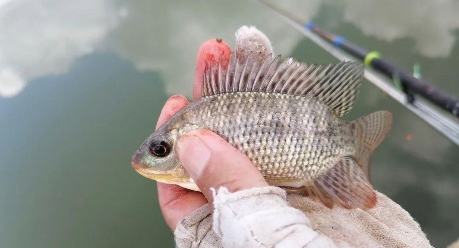 三角鯽是入侵物種嗎