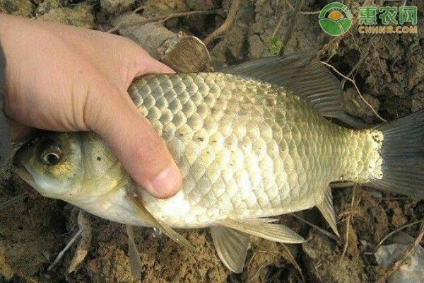 三角鯽是入侵物種嗎