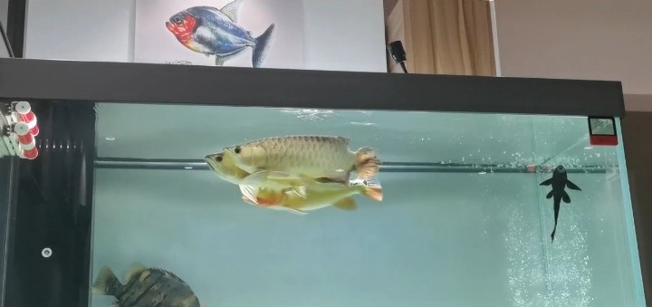 龍虎魟