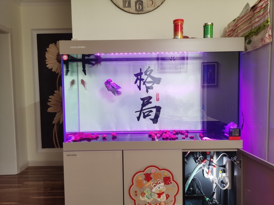 又回來啦，看看這半年的變化，阿泰沒有達到預期，大本發力最終干掉阿泰，稱霸魚缸