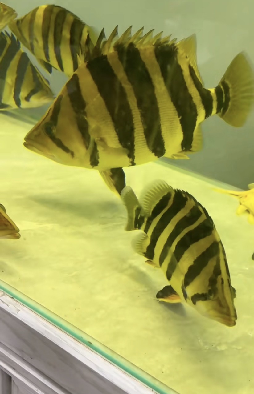震撼入缸!40cm虎魚的帝王氣場誰懂啊 龍魚論壇 第1張 震撼入缸!40cm虎魚的帝王氣場誰懂啊 震撼入缸!40cm虎魚的帝王氣場誰懂啊 龍魚論壇 第1張