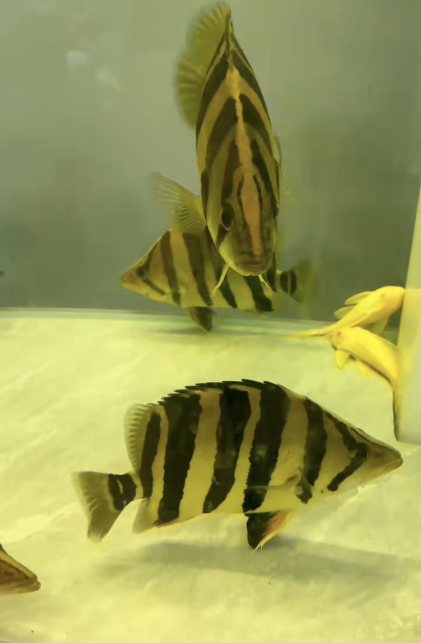 震撼入缸!40cm虎魚的帝王氣場誰懂啊 龍魚論壇 第2張 震撼入缸!40cm虎魚的帝王氣場誰懂啊 震撼入缸!40cm虎魚的帝王氣場誰懂啊 龍魚論壇 第2張