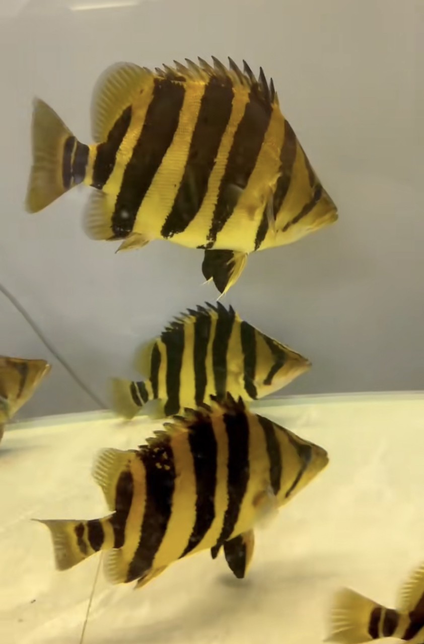 震撼入缸!40cm虎魚的帝王氣場誰懂啊 龍魚論壇 第3張 震撼入缸!40cm虎魚的帝王氣場誰懂啊 震撼入缸!40cm虎魚的帝王氣場誰懂啊 龍魚論壇 第3張