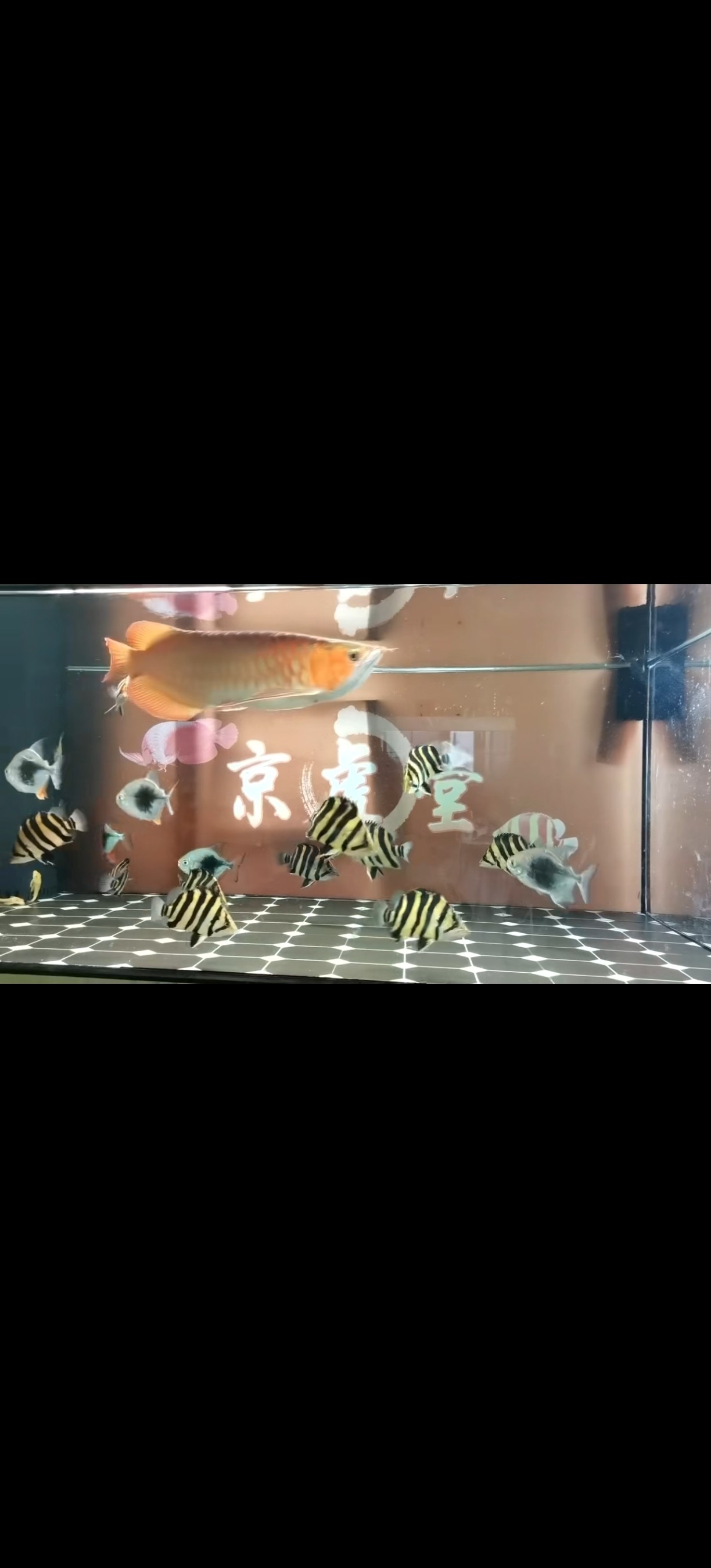 喜歡虎魚的聊聊，<strong><mark>北京</mark></strong>昌平