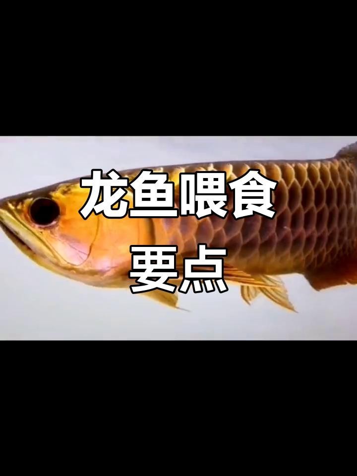 龍魚夏季喂食量如何控制