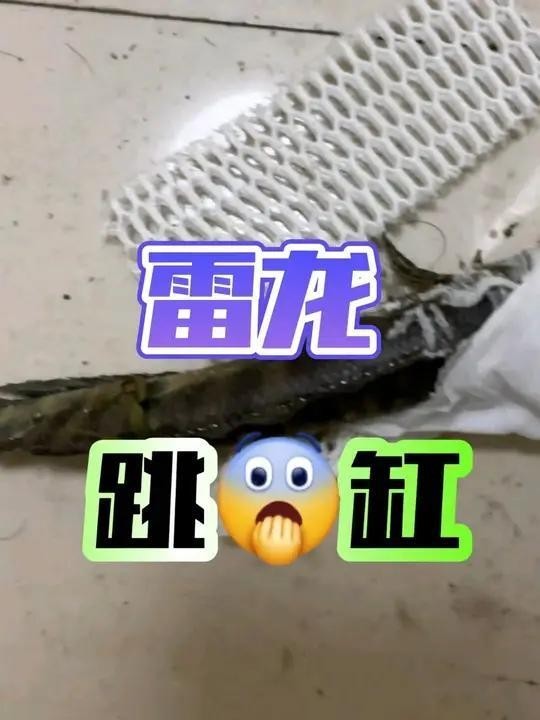 龍魚跳缸了幾分鐘了還能活嗎圖片