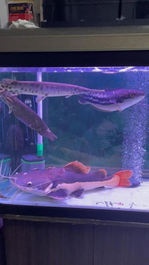 黑魚 魚缸 龍魚能養嗎圖片欣賞