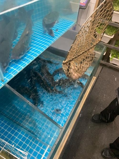 黑魚 魚缸 龍魚能養嗎圖片欣賞