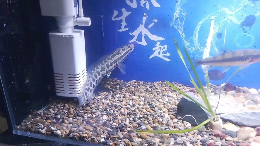 黑魚 魚缸 龍魚能養嗎圖片欣賞