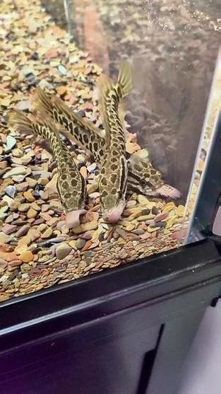 黑魚 魚缸 龍魚能養嗎圖片欣賞