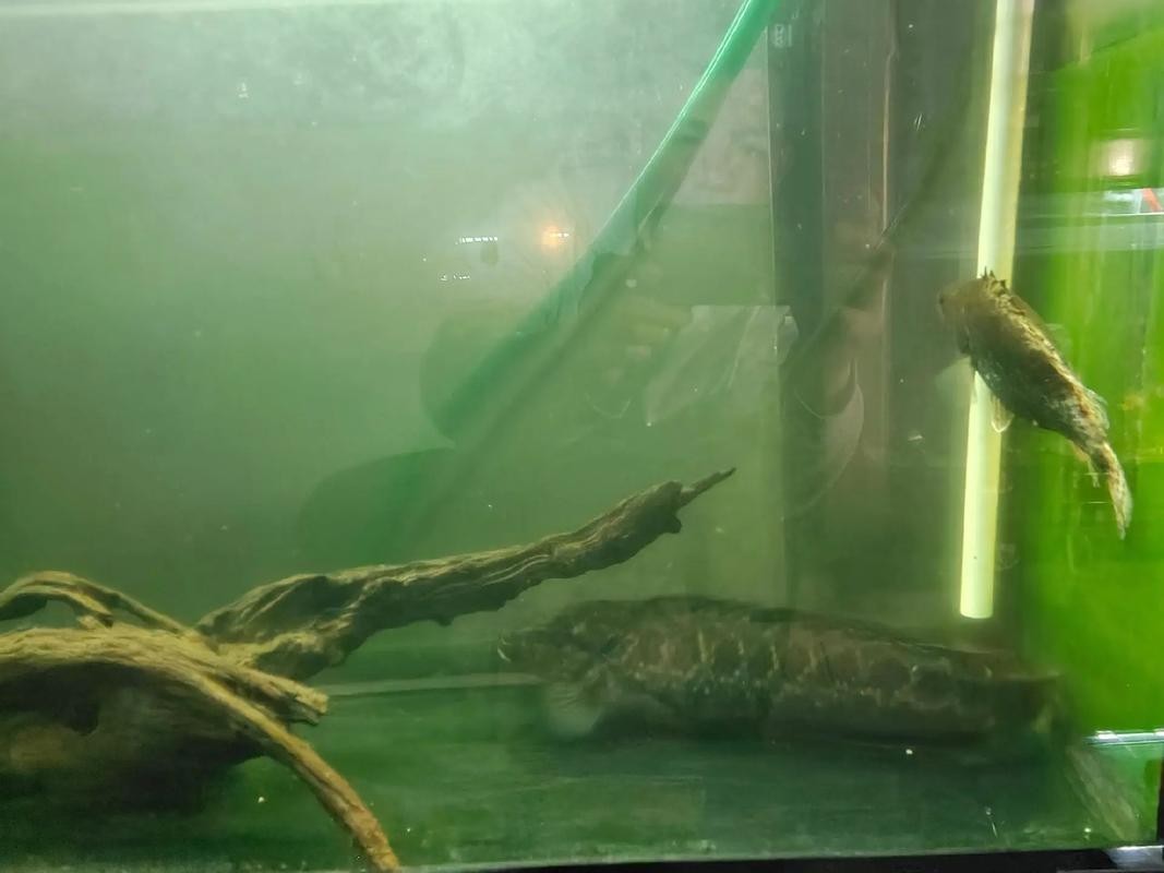 黑魚 魚缸 龍魚能養嗎圖片欣賞
