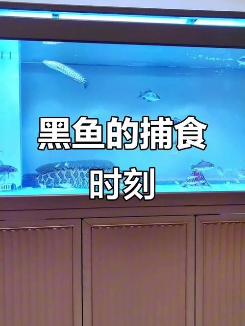 黑魚 魚缸 龍魚能養嗎圖片欣賞
