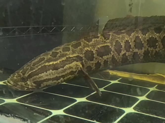 黑魚 魚缸 龍魚能養嗎圖片欣賞