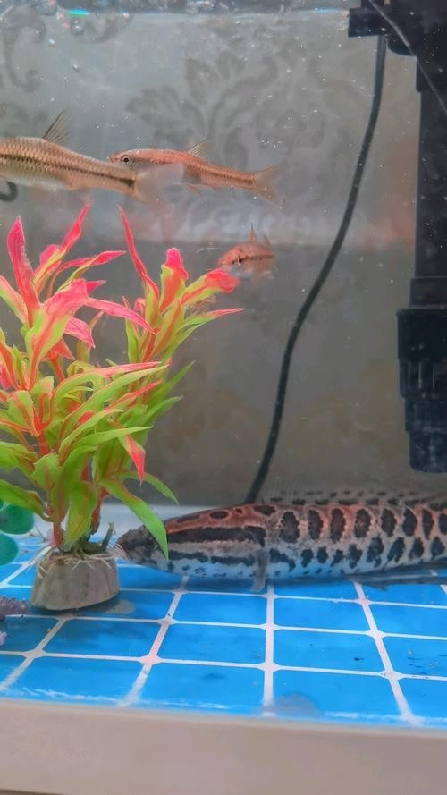 黑魚 魚缸 龍魚能養嗎圖片欣賞