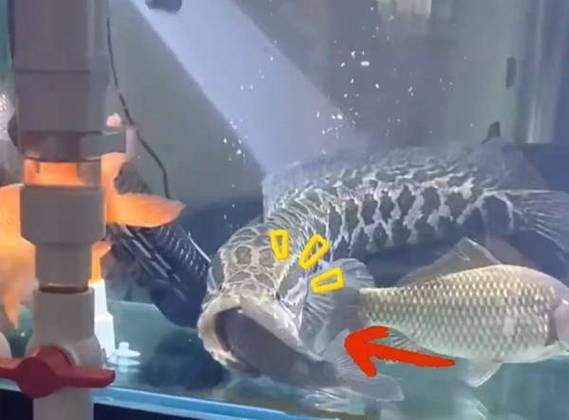 黑魚 魚缸 龍魚能養嗎圖片欣賞