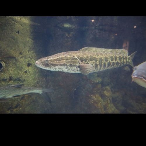 黑魚 魚缸 龍魚能養嗎圖片欣賞