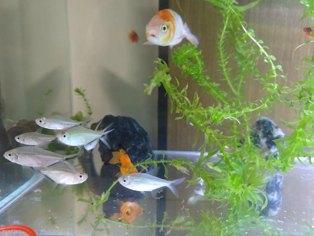 黑魚 魚缸 龍魚能養嗎圖片欣賞