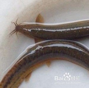 凱里市迪順觀賞魚店（凱里市魚具店） 凱里市迪順觀賞魚店（凱里市魚具店） 全國水族館企業名錄