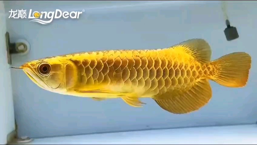 轉(zhuǎn)發(fā)795 轉(zhuǎn)發(fā)795 龍魚論壇