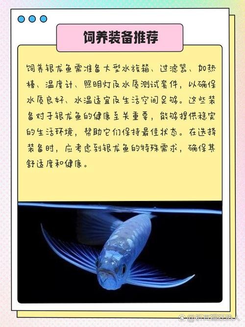 銀龍魚最佳混養方法圖解 銀龍魚最佳混養方法圖解 龍魚百科 第32張