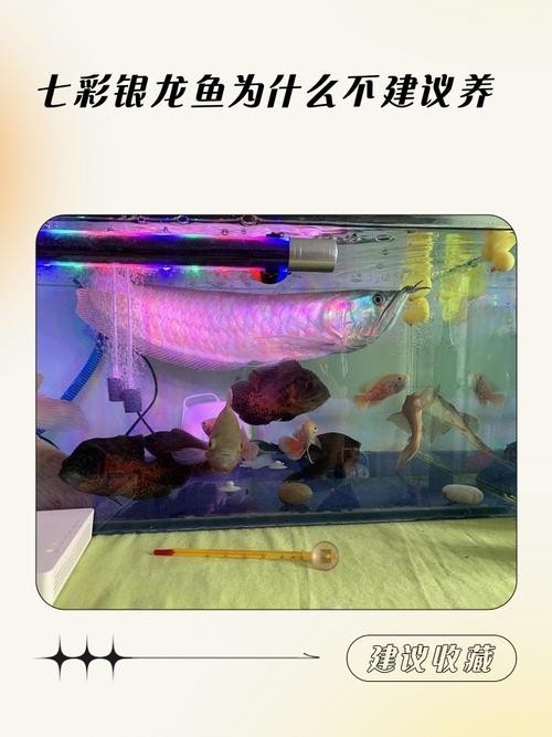 銀龍魚最佳混養方法圖解 銀龍魚最佳混養方法圖解 龍魚百科 第37張