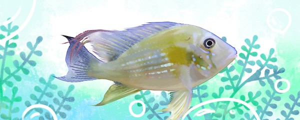 紅龍魚值錢嗎圖片欣賞大全（紅龍魚值錢嗎圖片欣賞大全大圖）